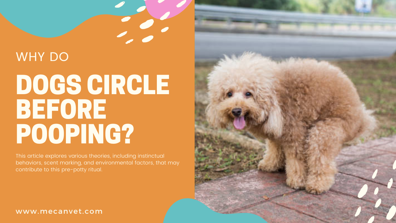 Why Do Dogs Circle Before Pooping?